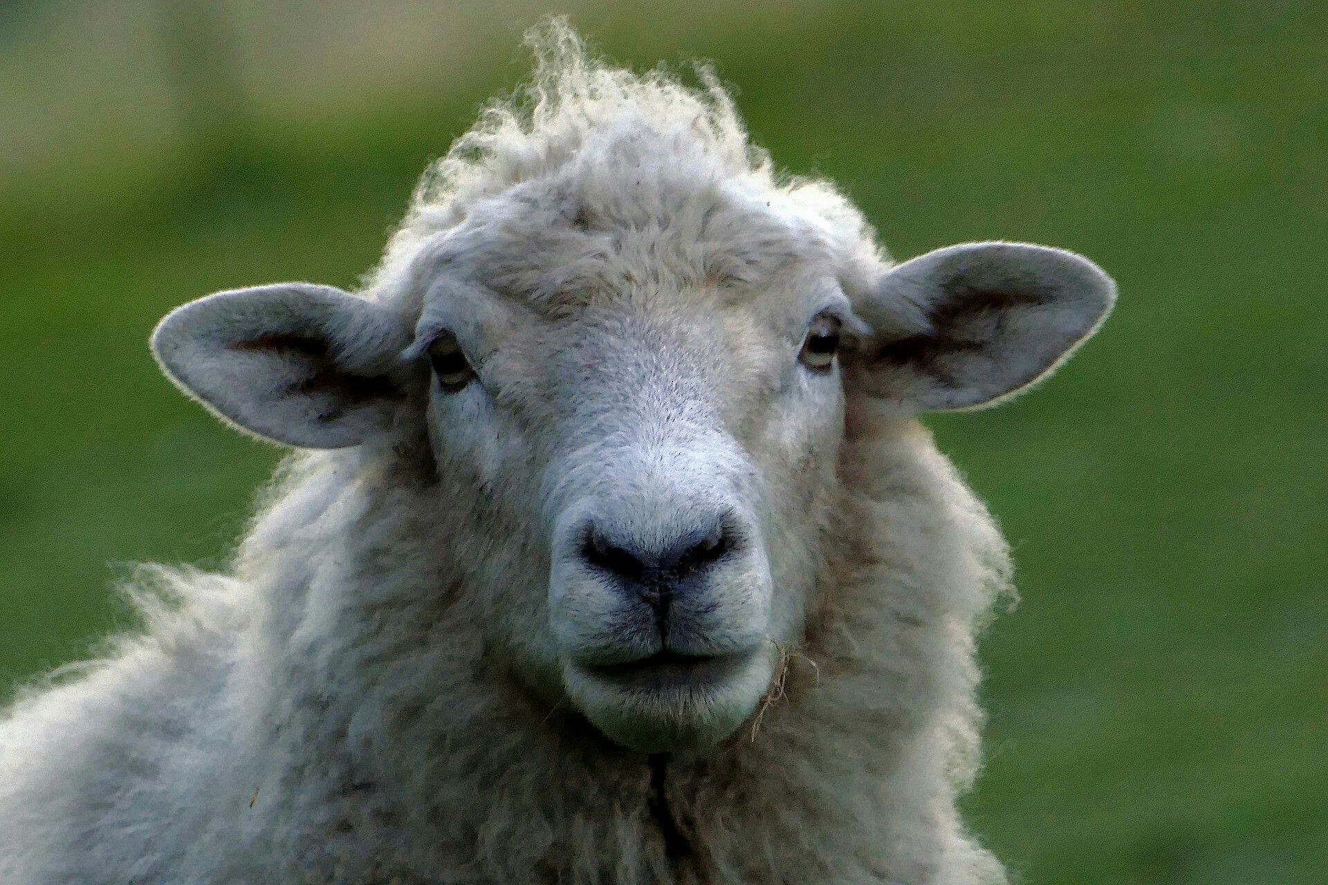 گوسفند زنده تهران