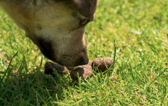 چرا سگ ها مدفوع می خورند و چگونه از آن جلوگیری کنیم؟