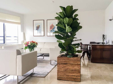 راهنمای انتخاب بهترین گل آپارتمانی برای تزئین داخلی مدرن