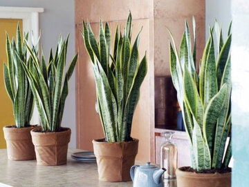 راهنمای انتخاب بهترین گل آپارتمانی برای تزئین داخلی مدرن